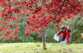 Children playing amongst the fallen acer leaves during the autumn at Bodnant Garden.
Image; National Trust Images/Paul Harris